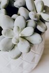 盆栽绿植