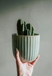 盆栽绿植