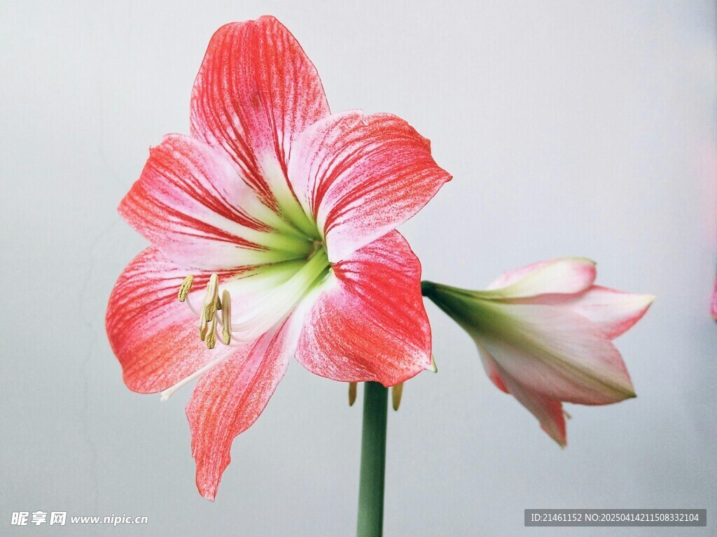 朱顶红