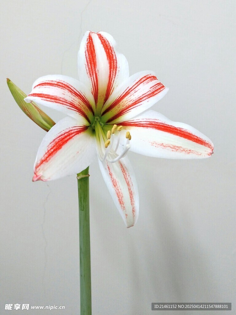 朱顶红