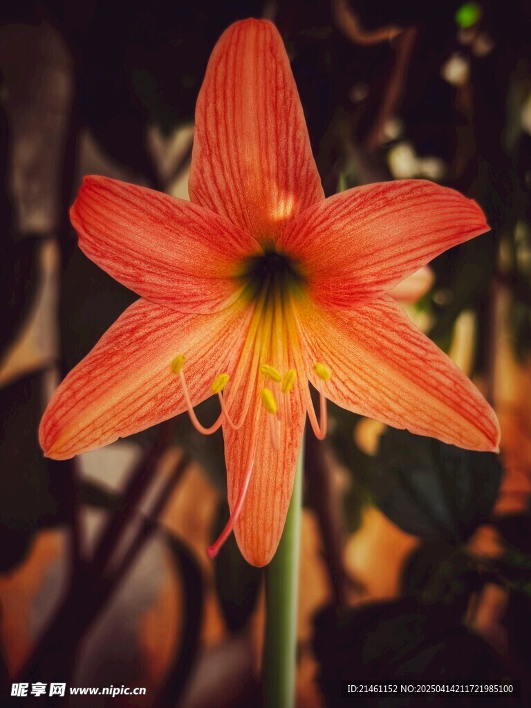 朱顶红