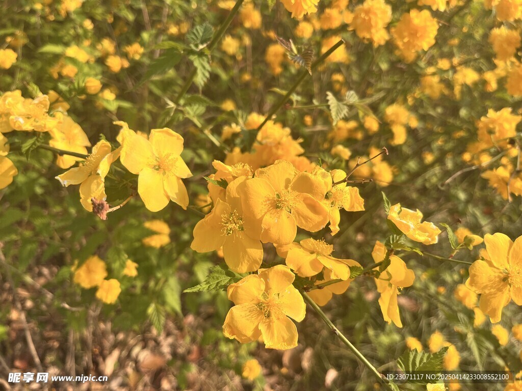 棣棠花