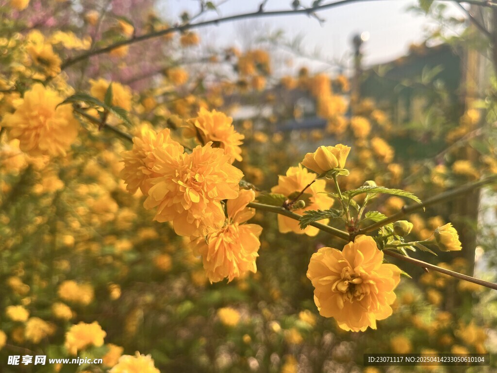 重瓣棣棠花
