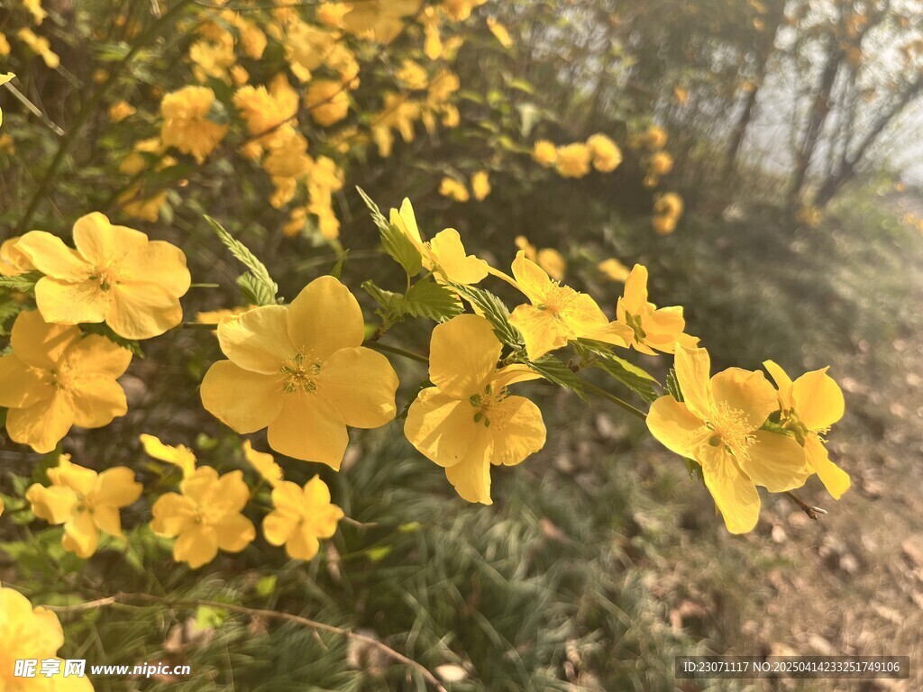 棣棠花