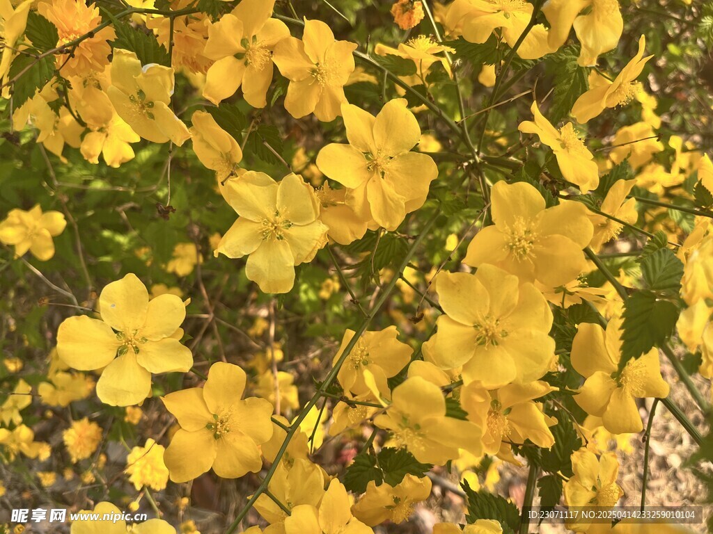 棣棠花