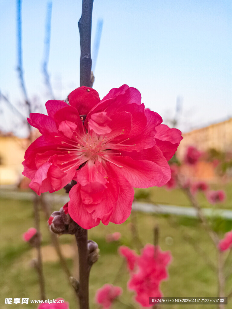 桃花 