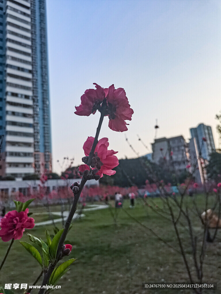 桃花 