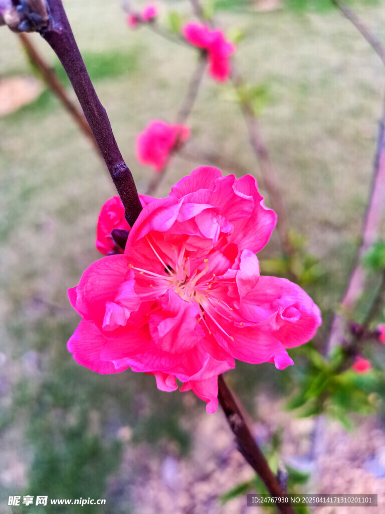 桃花
