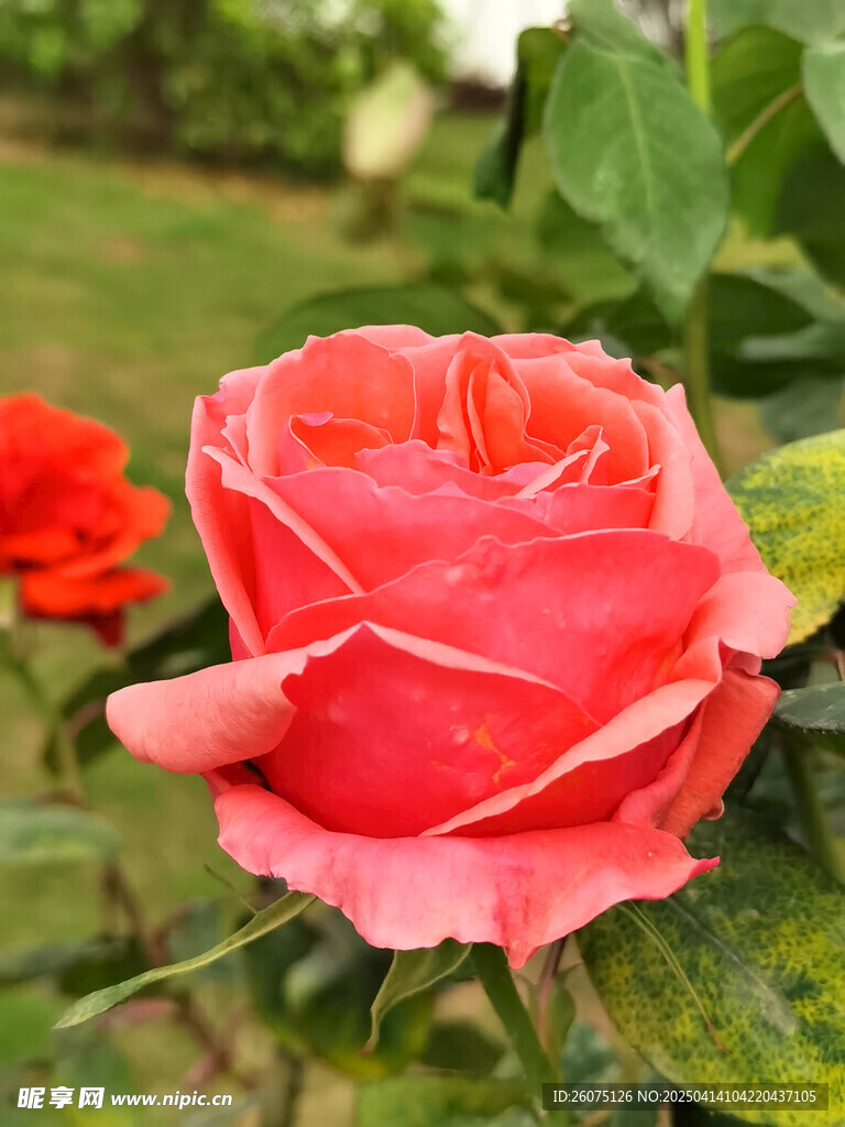 月季花头