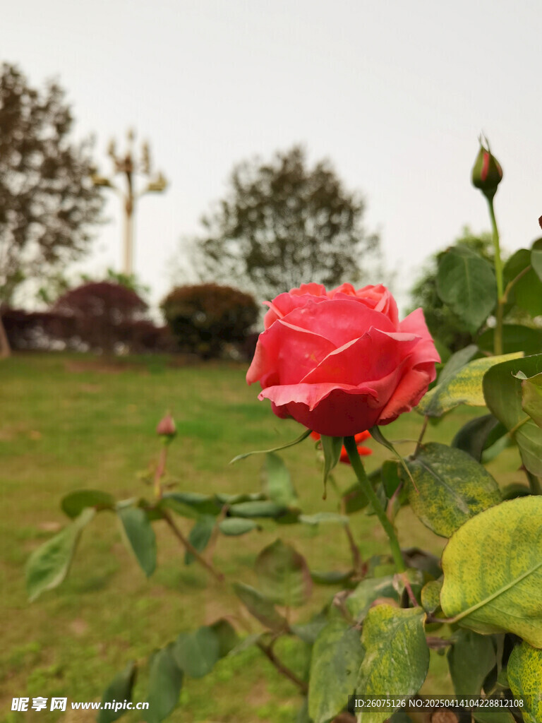 月季花
