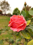 花朵绽放