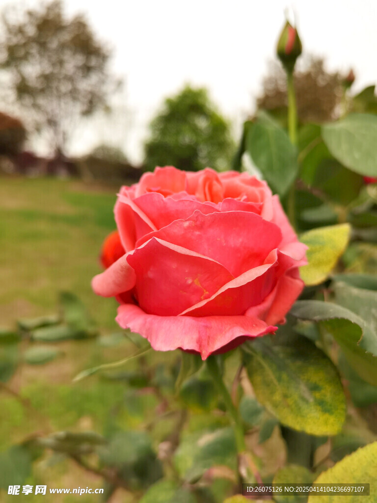 花朵绽放