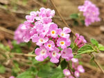 紫色小花