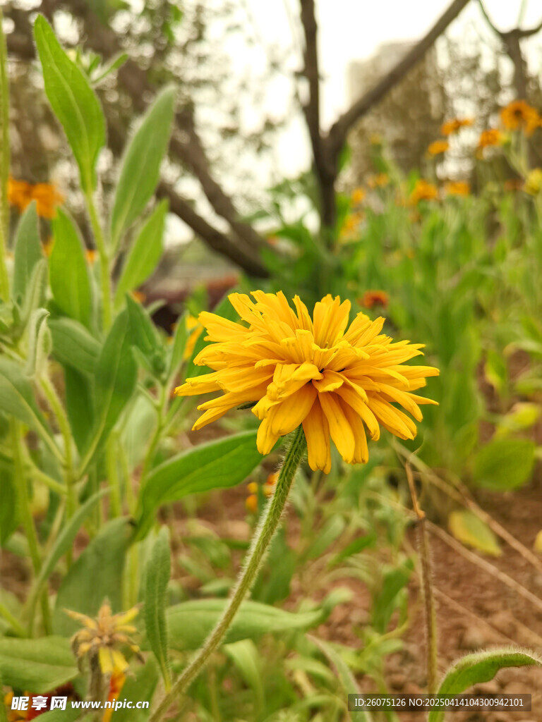 野菊花