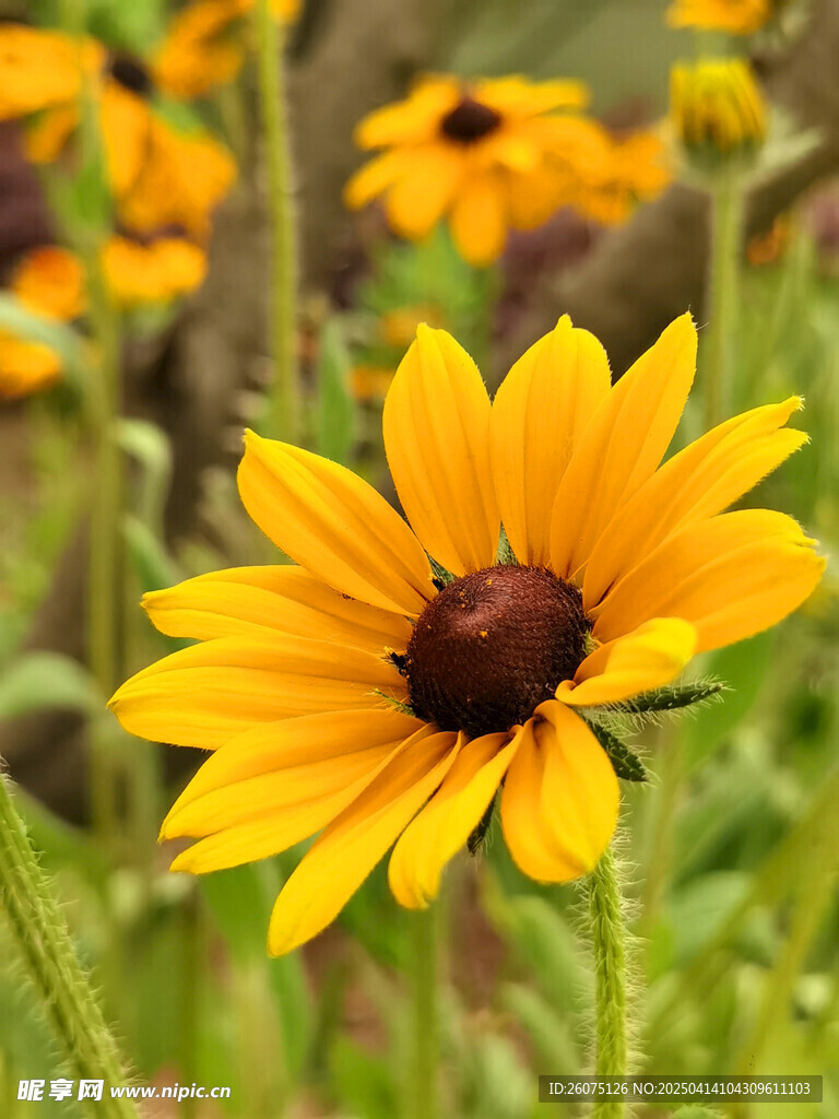 菊花特写