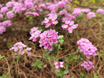 紫色小花