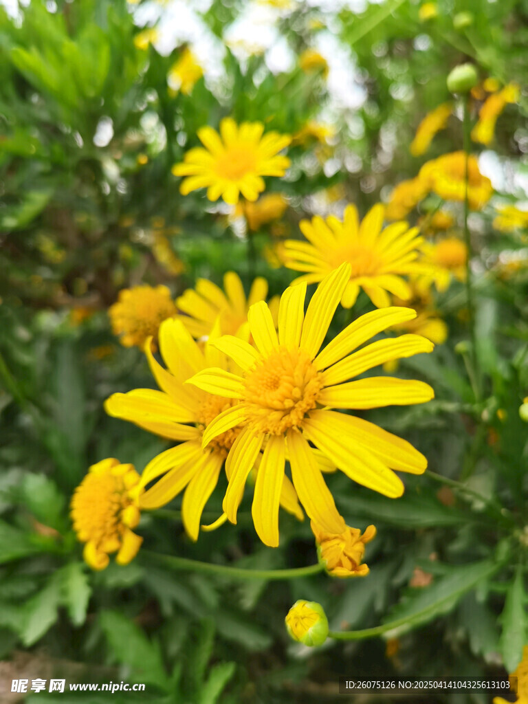 菊花花朵