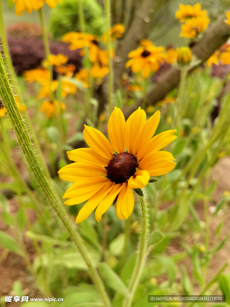 金光菊花