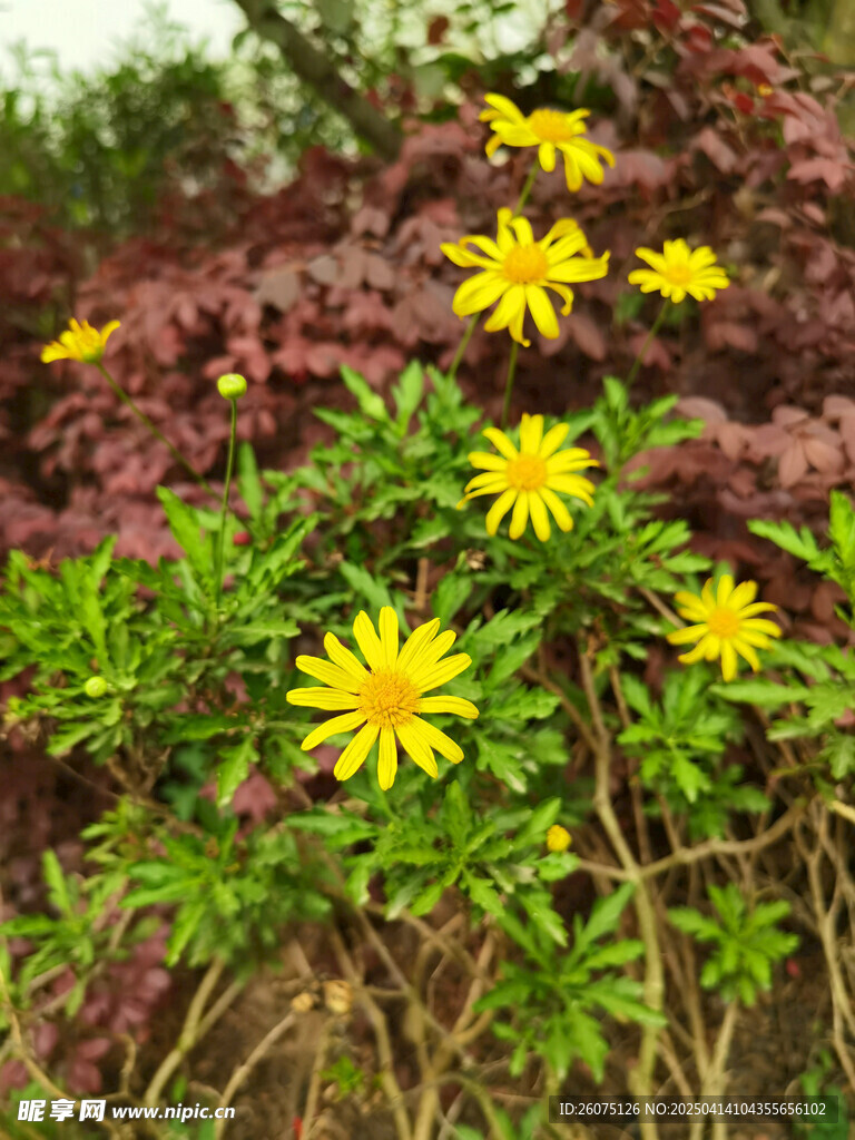 菊花