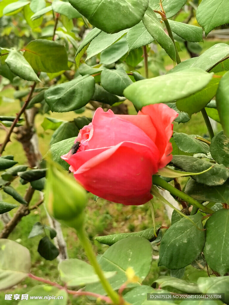 月季花苞