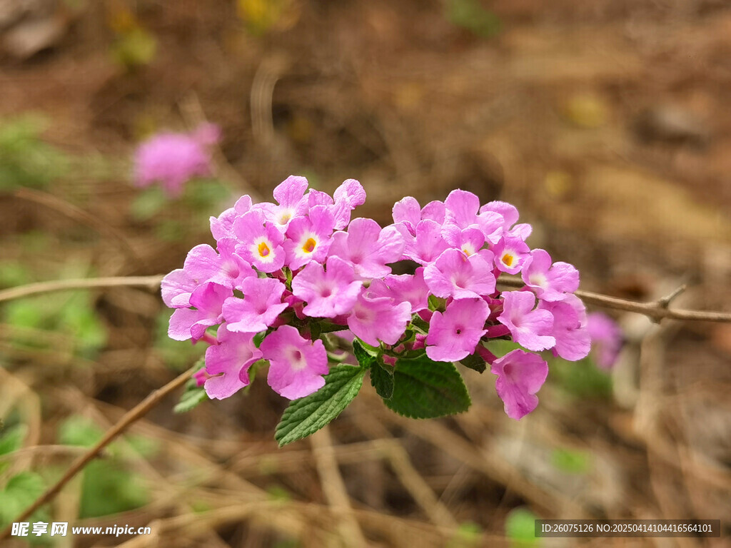 马缨丹