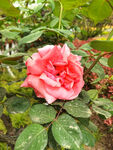 月季花