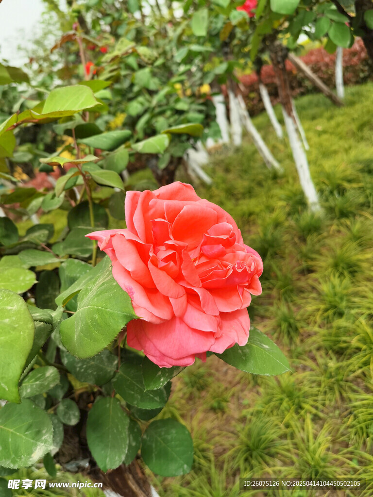 粉色月季