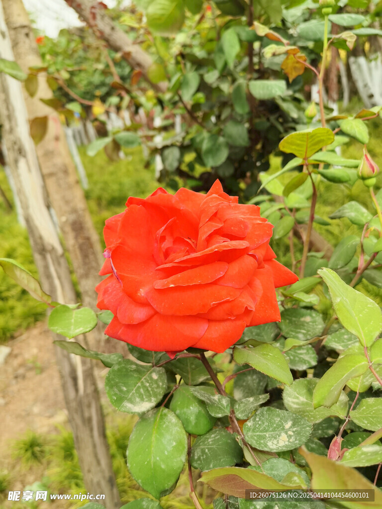月季花头