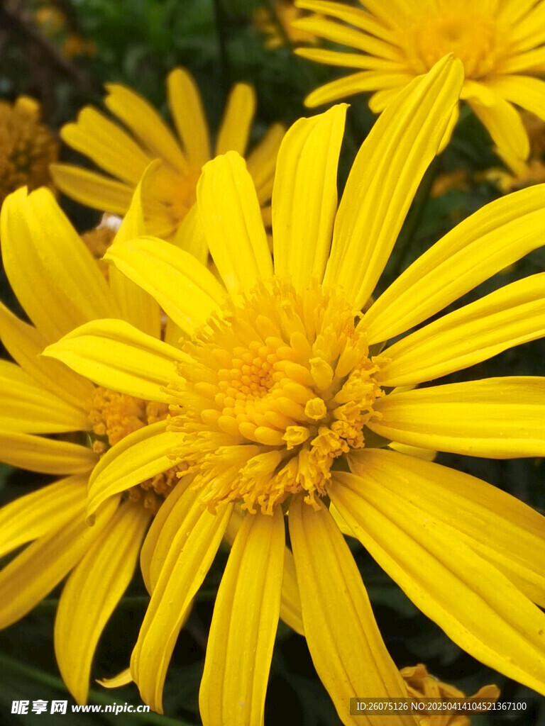 黄金菊特写