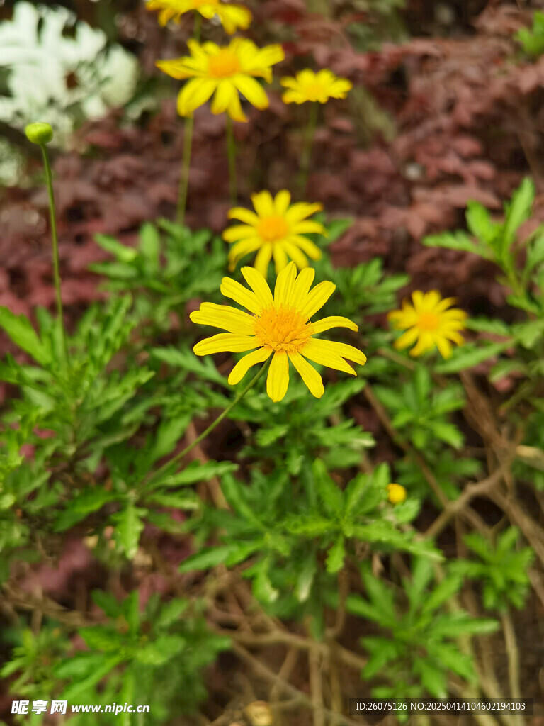 黄金菊