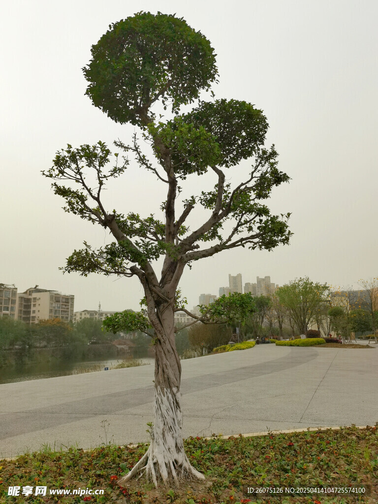 景观树