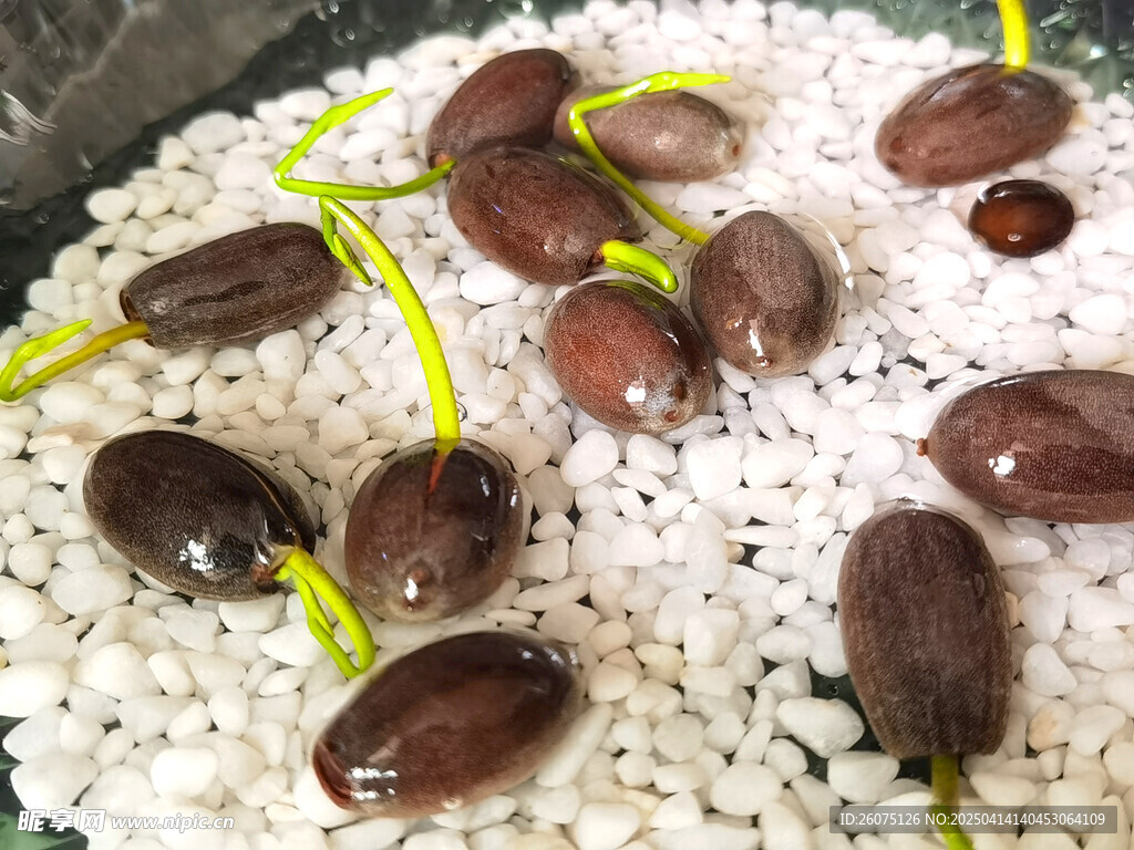 碗莲种子
