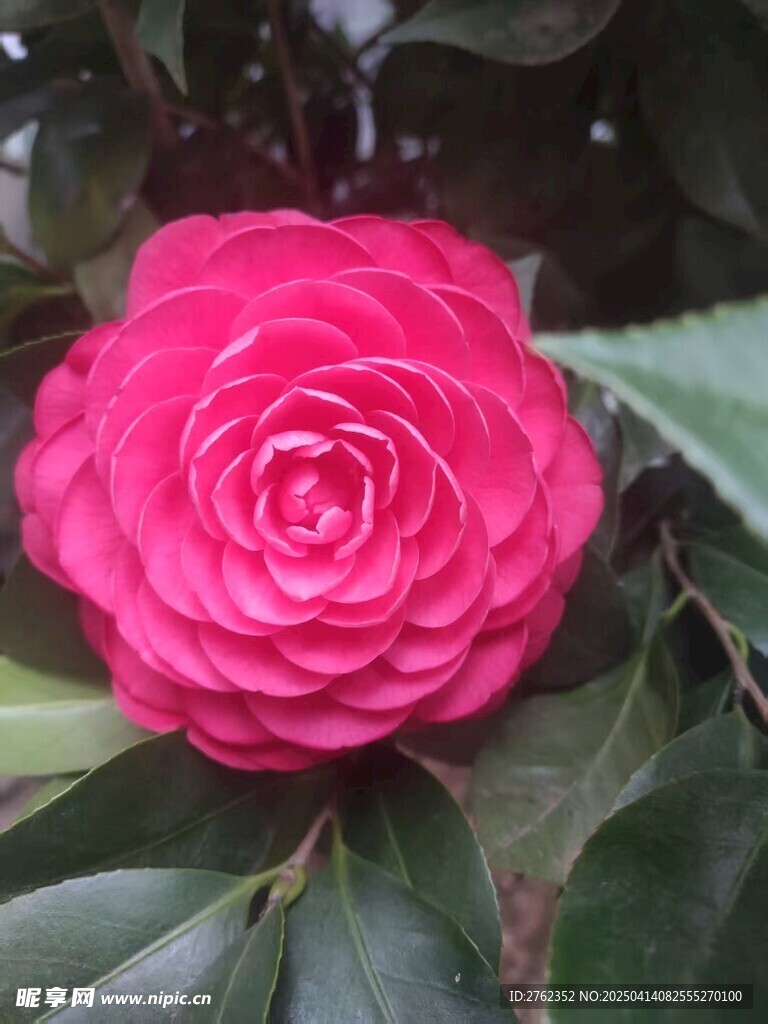 茶花