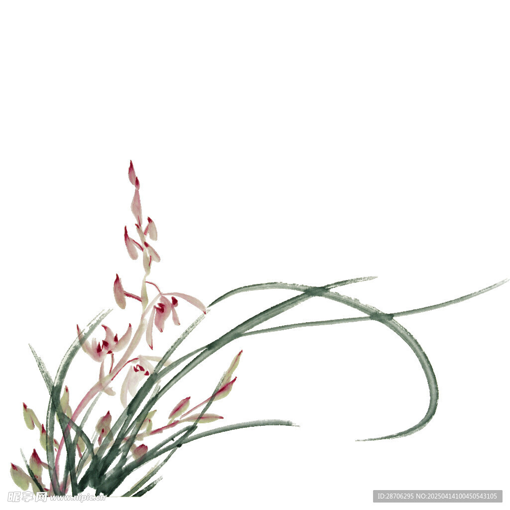 国画兰花