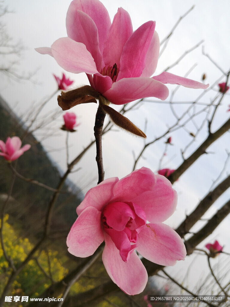 玉兰