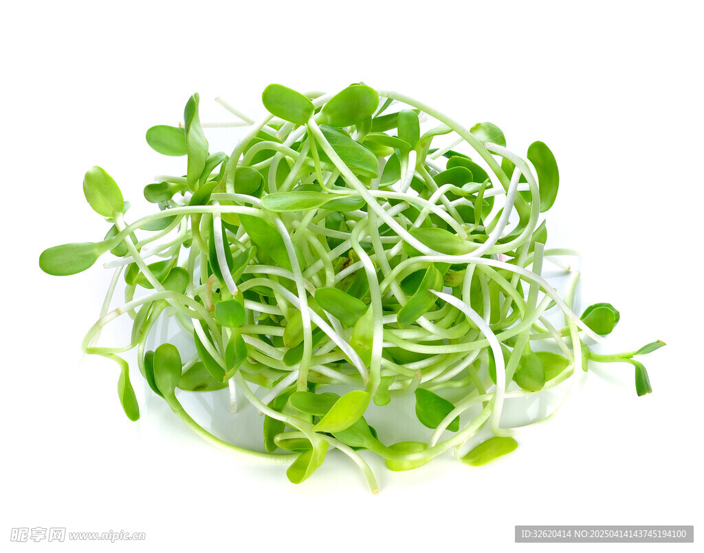 豆芽