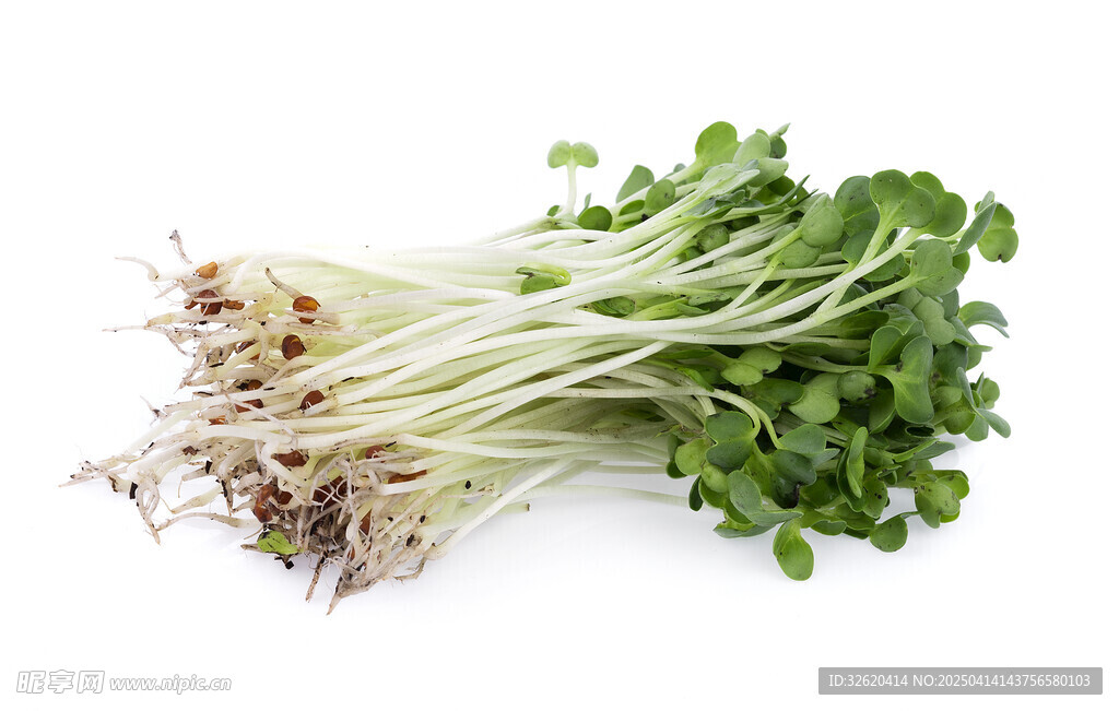 豆芽