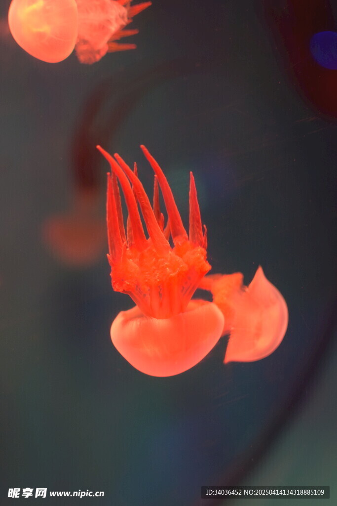 水母