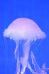 水母