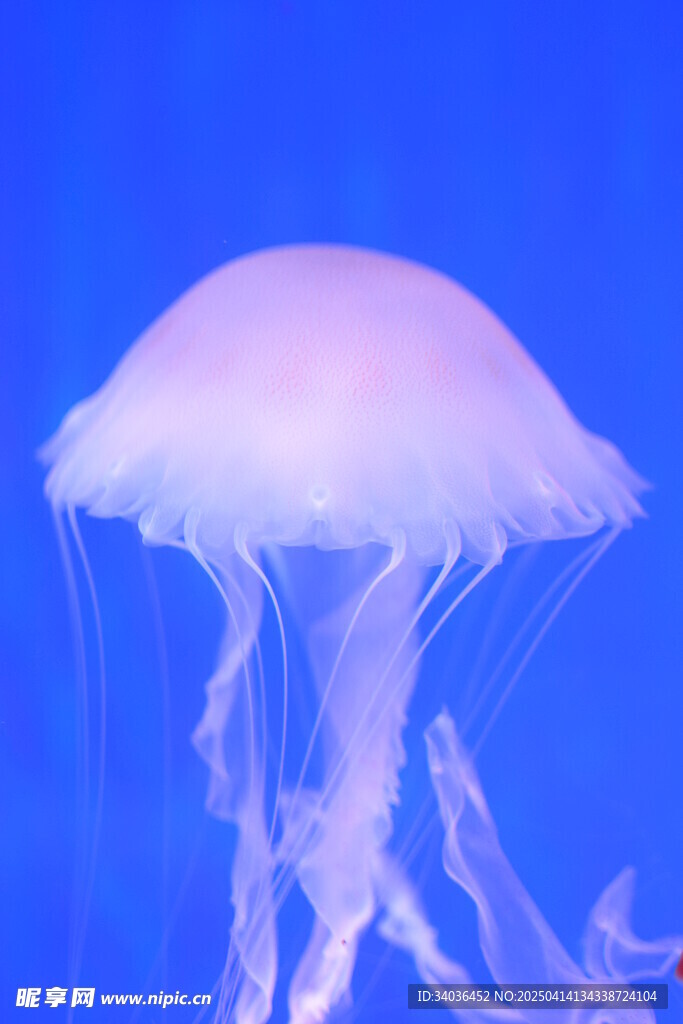 水母