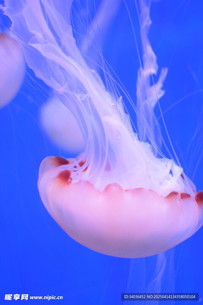 水母
