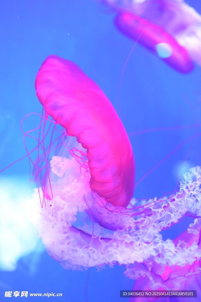 水母