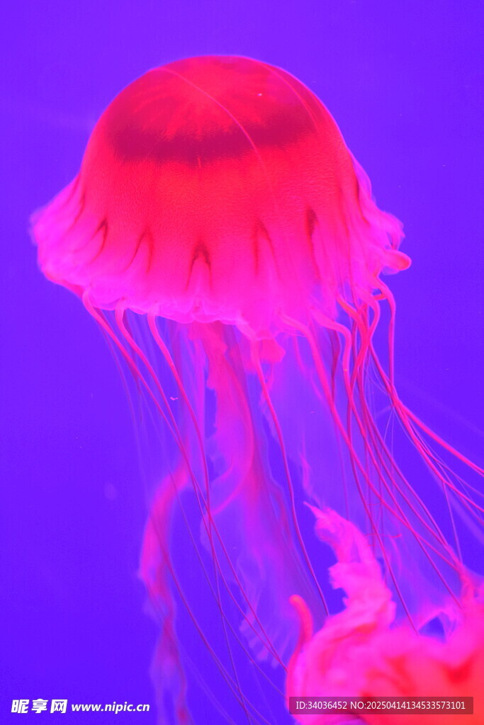 水母