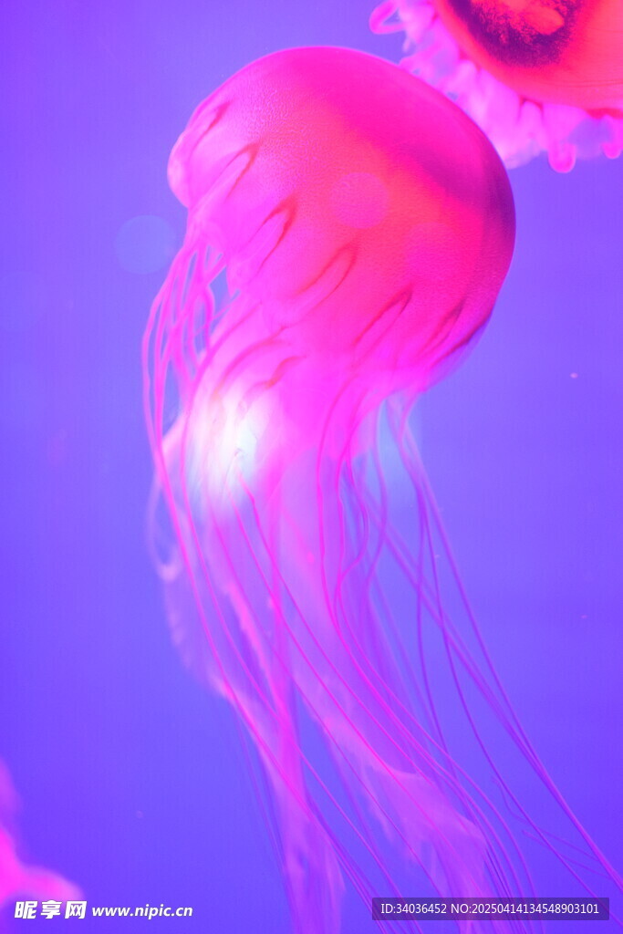 水母