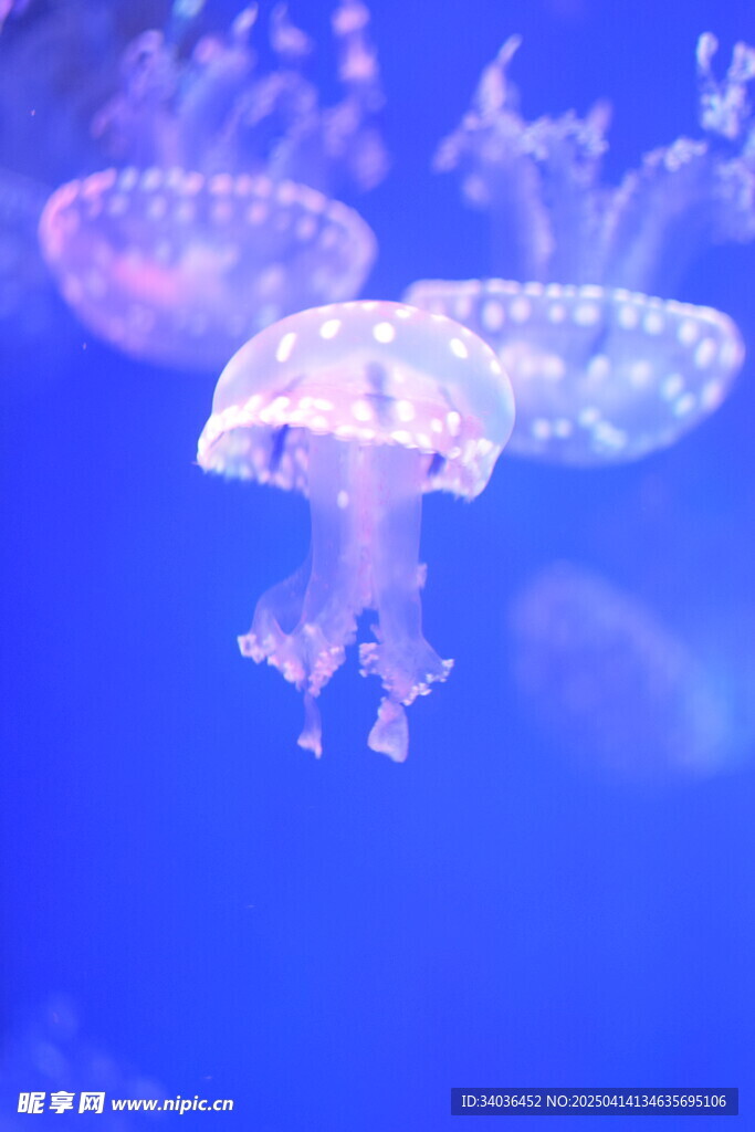 水母