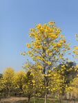 黄花风铃