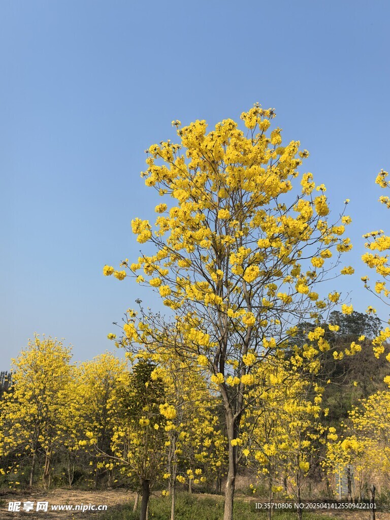 黄花风铃