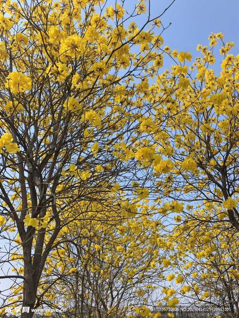 黄花风铃花