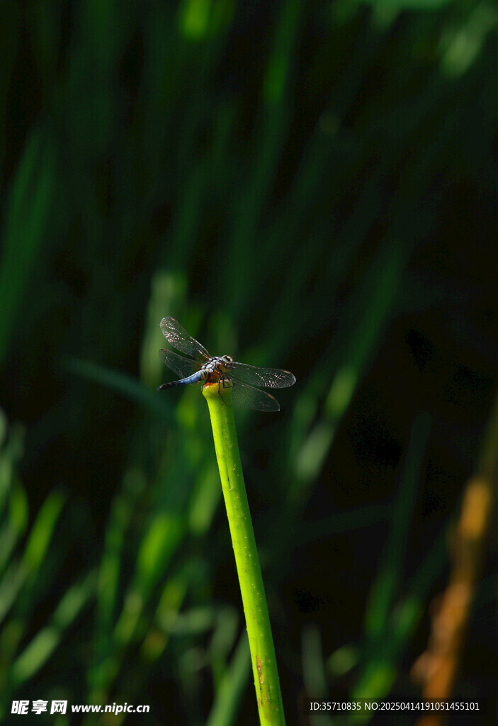 蜻蜓轻舞幽梦