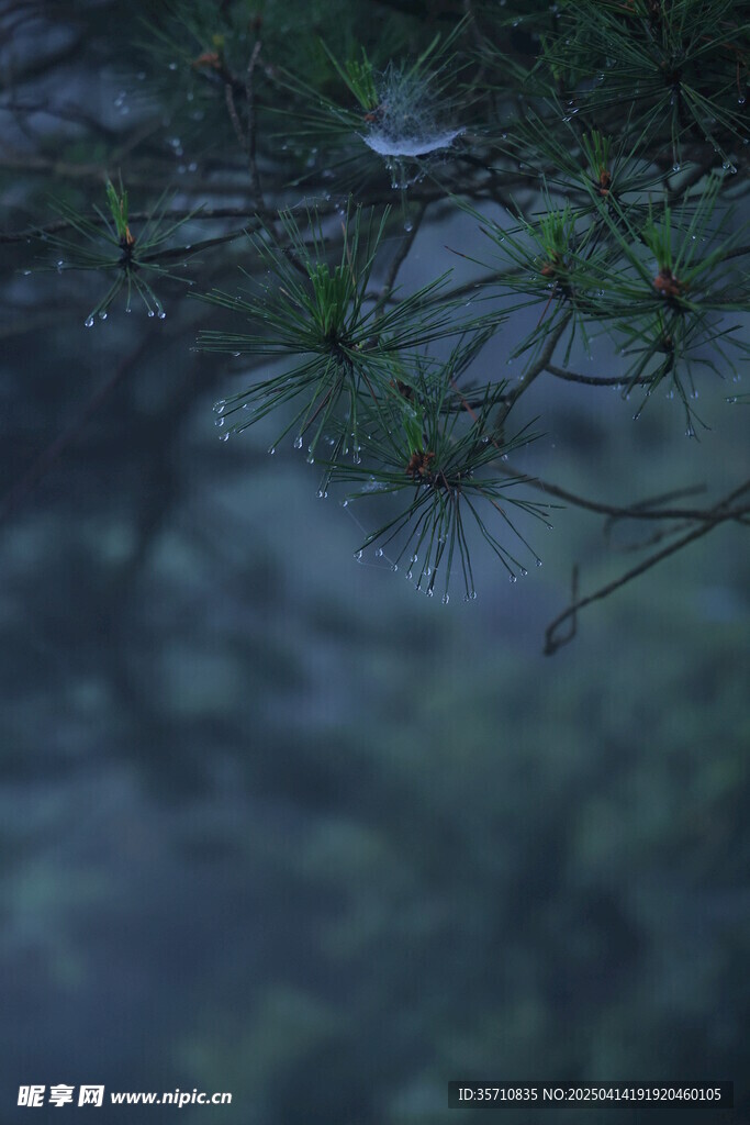 松枝凝露映蛛痕